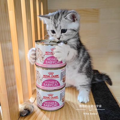 皇家奶糕罐头幼猫孕猫营养