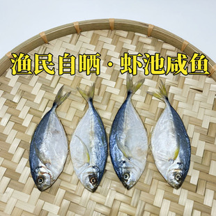 台山虾池鱼干活鱼腌制广海咸鱼干广东池鱼仔聂尾巴浪鱼川岛海鲜