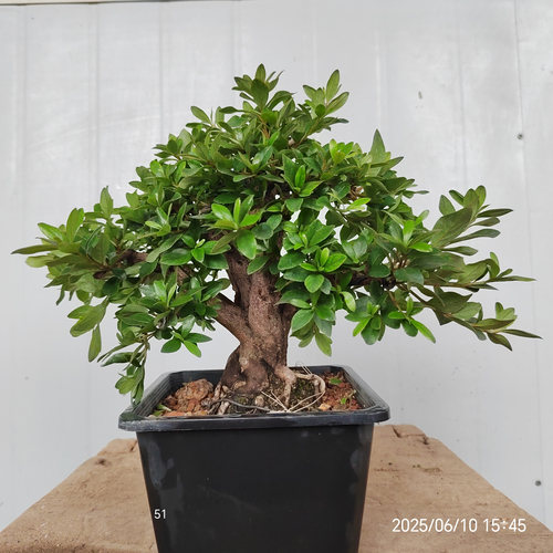 杜鹃花精品茶台植物开花盆景