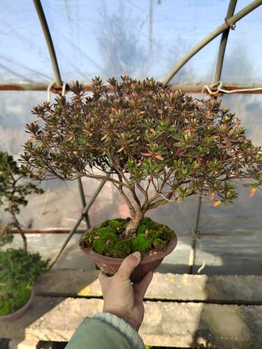 皋月杜鹃花日本杜鹃造型小品盆景微型植物盆栽观花绿植室内阳台