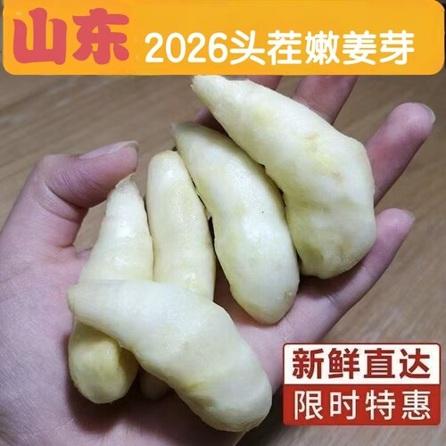嫩姜芽新鲜泡姜鲜姜嫩姜红芽仔姜糖醋酸嫩姜现挖山东姜牙五斤包邮