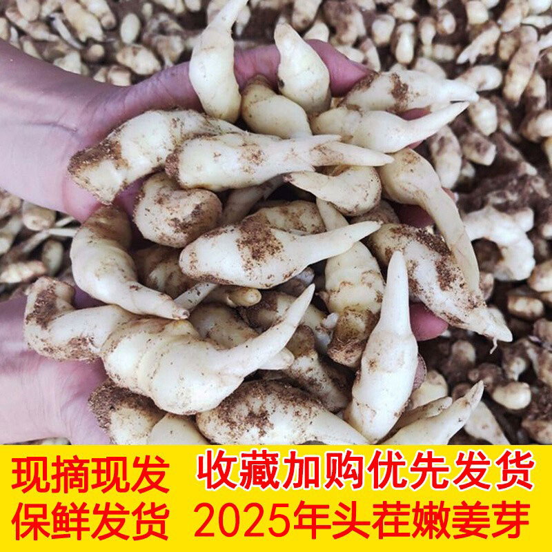 嫩姜芽新鲜泡姜鲜姜嫩姜红芽仔姜糖醋酸嫩姜现挖山东姜牙五斤包邮