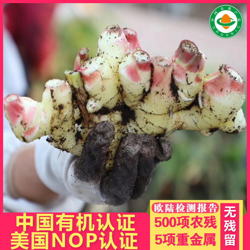 有机包邮蔬菜姜汁食用无土栽培生姜 有机生姜 珍为贵旗舰店 淘优券