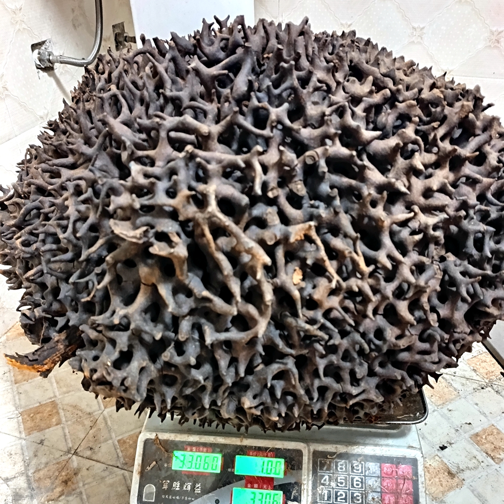 蚂蚁窝缅甸原始森林黑蚂蚁巢云南野生黑蚂蚁高品质蚂蚁巢原料