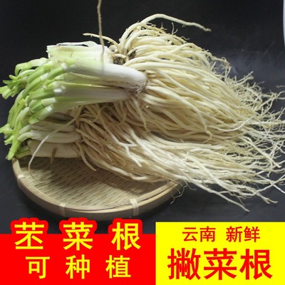 撇菜根新鲜苤菜根大撇牛皮菜根