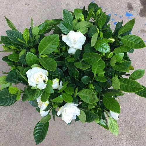 牡丹栀子花苗绿植小叶四季开花栀子花盆栽植物苗阳台室内盆栽花卉