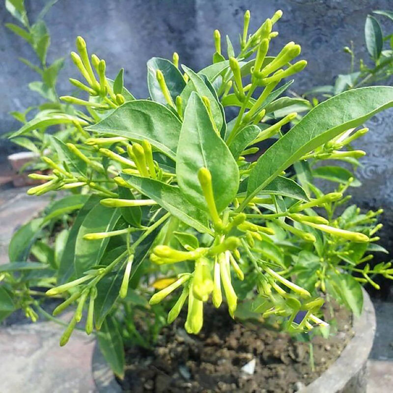 夜来香花树苗九里香盆栽植物室内外阳台庭院驱蚊多季开花好养易活