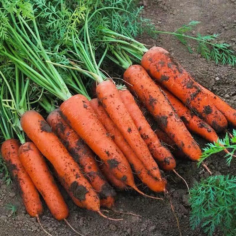 鲜现挖现发带泥胡萝卜农家自种蔬菜水果沙地红萝卜,水产肉类/新鲜蔬果/熟食,萝卜/胡萝卜,淘宝优惠券,粉丝福利购,淘宝优惠卷
