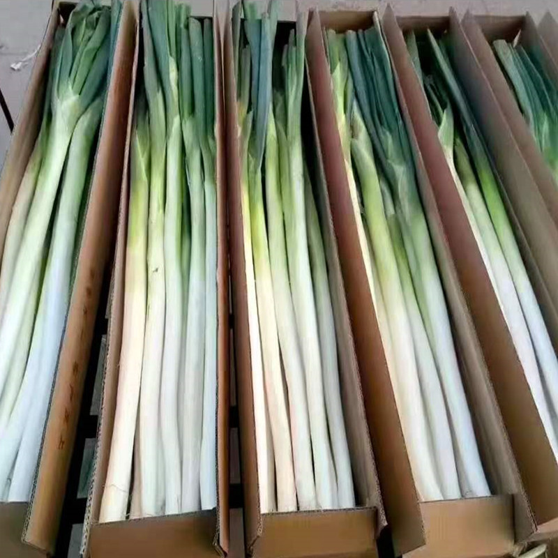 正宗山东铁杆脆甜大葱精选新鲜甜葱章丘特产 4.5斤净重