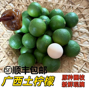 2026年土柠檬10斤包邮广西新鲜现摘本地土青柠檬牛脚子老品种柠檬