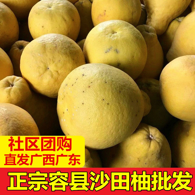 正宗容县沙田柚批量包邮新鲜水果