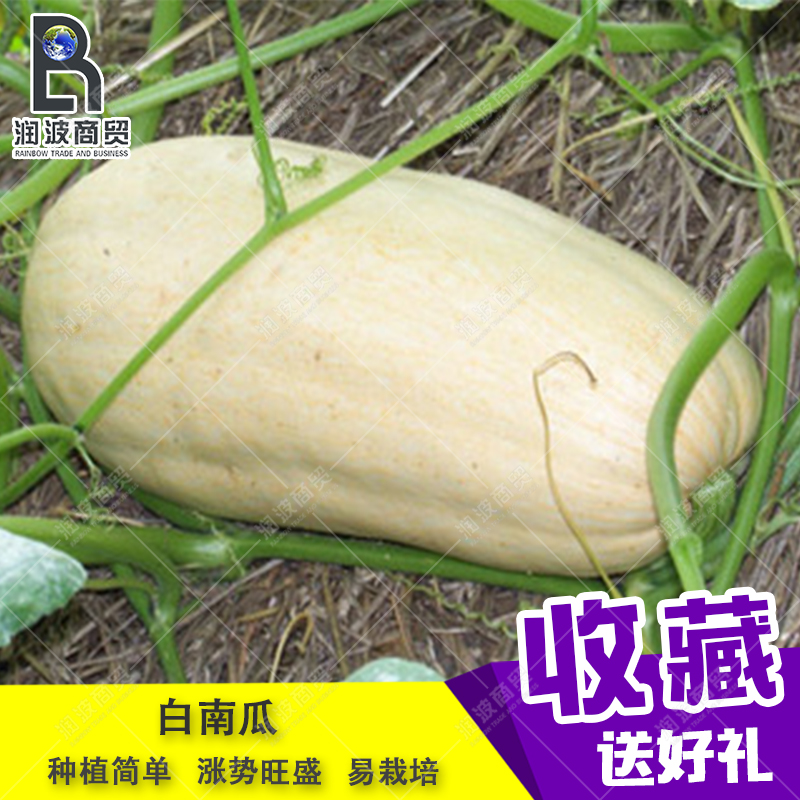 白南瓜种子白吊瓜老品种南瓜家庭菜园四季播高产寿光蔬菜种子包邮