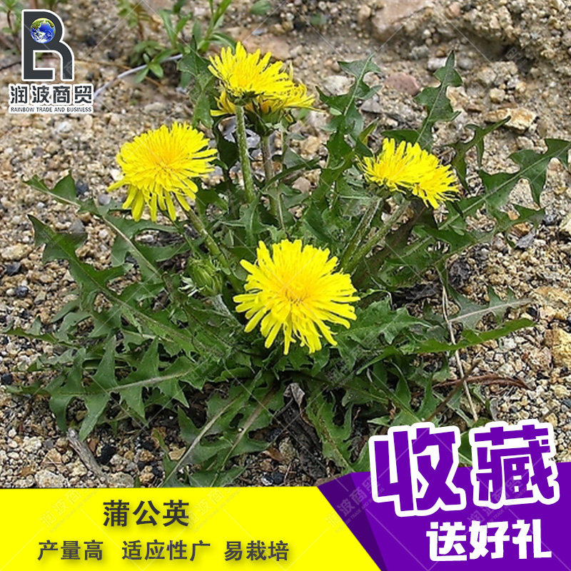 蒲公英种子 野生多年生大叶婆婆丁养生菜野菜菜园阳台盆栽四季播
