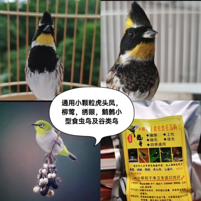 虎头凤春暖黄喉鹀金翅灰燕麻料谷