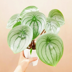 大叶麒麟西瓜皮椒草好养室内外耐阴情绪稳定可爱解压绿植盆栽