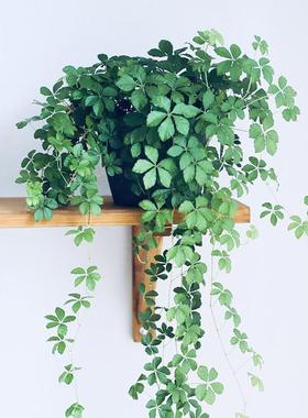 五叶地锦垂吊爬藤好养室内外观叶耐阴花卉常绿植盆栽客厅阳台室内