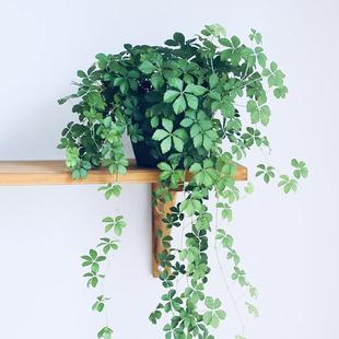 五叶地锦垂吊爬藤好养室内外观叶耐阴花卉常绿植盆栽客厅阳台室内