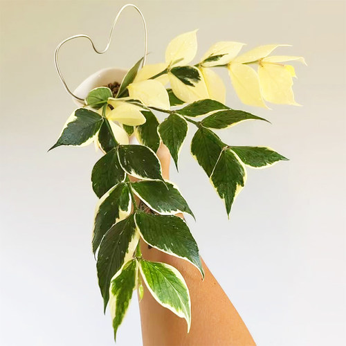 鱼尾内外锦球兰室内外垂吊爬藤花卉绿植盆栽上挂板热植稀有情绪价