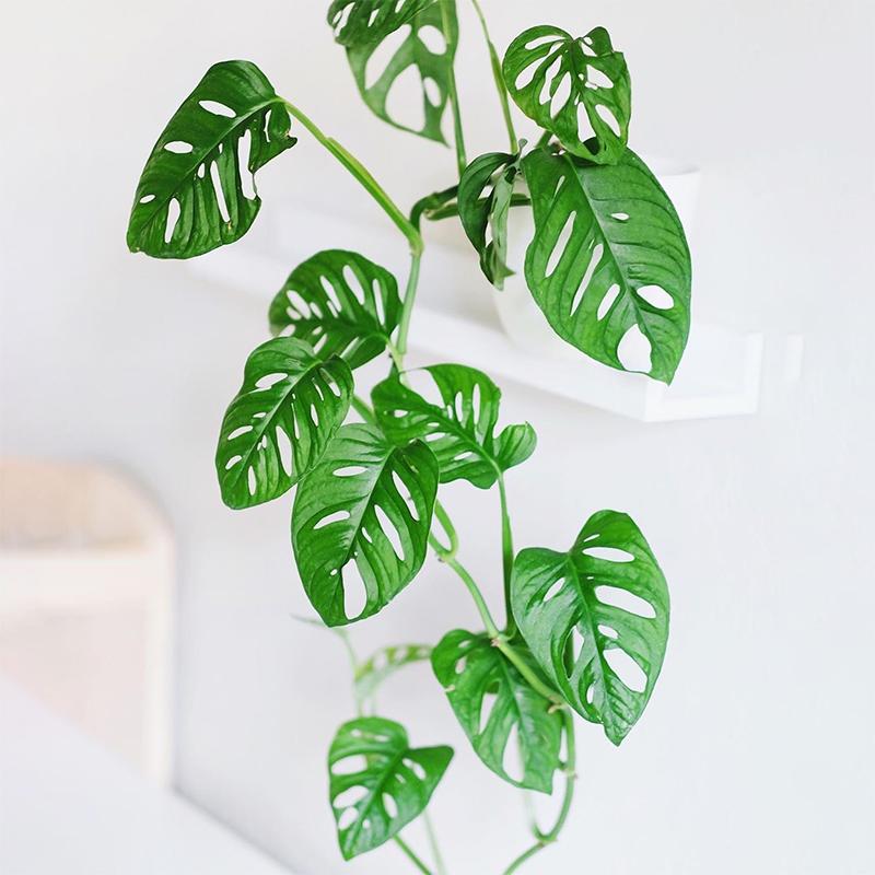 仙洞龟背竹室内办公桌净化空气