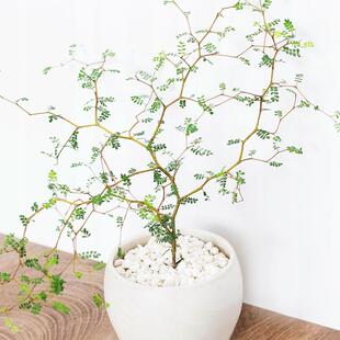 新西兰苦参刺槐童话树清香木含羞草室内外观叶茎花卉绿植盆栽耐阴
