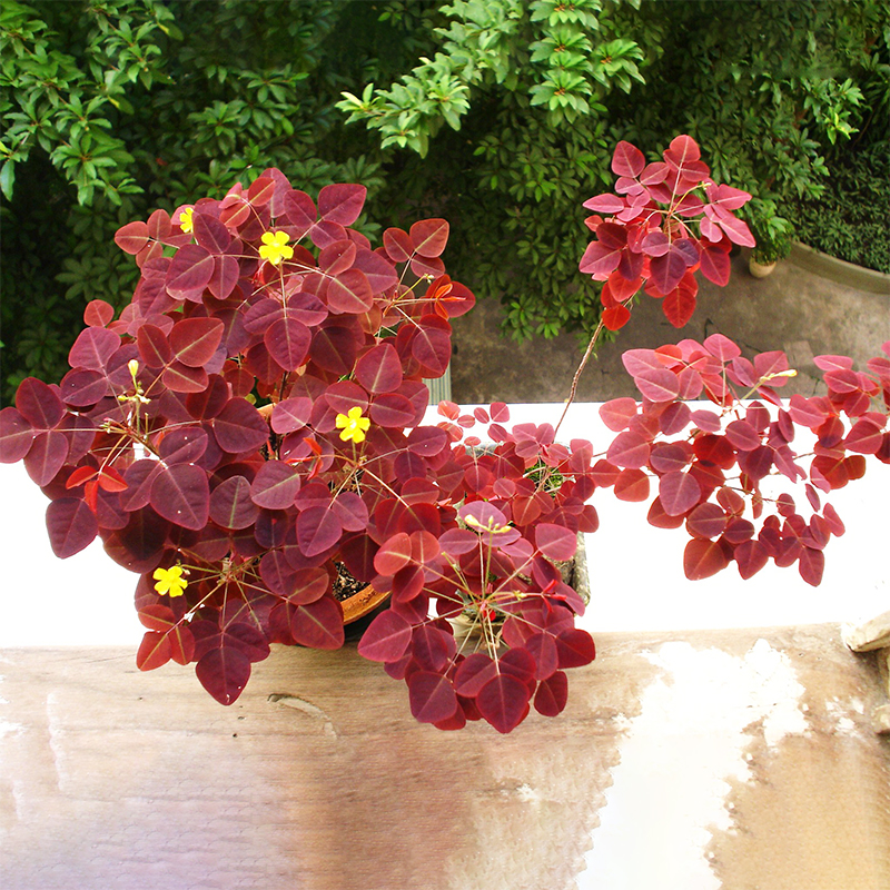 火星木本酢浆草直立树状三四叶蝴蝶型四季好养开花绿植观彩叶盆栽