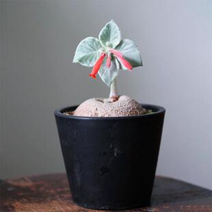 断崖女王巴西薄雪草块根可爱花卉绿植盆栽室内外耐旱阳台花园懒人