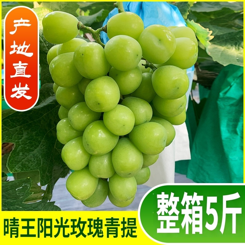 福安阳光玫瑰青提现摘现发