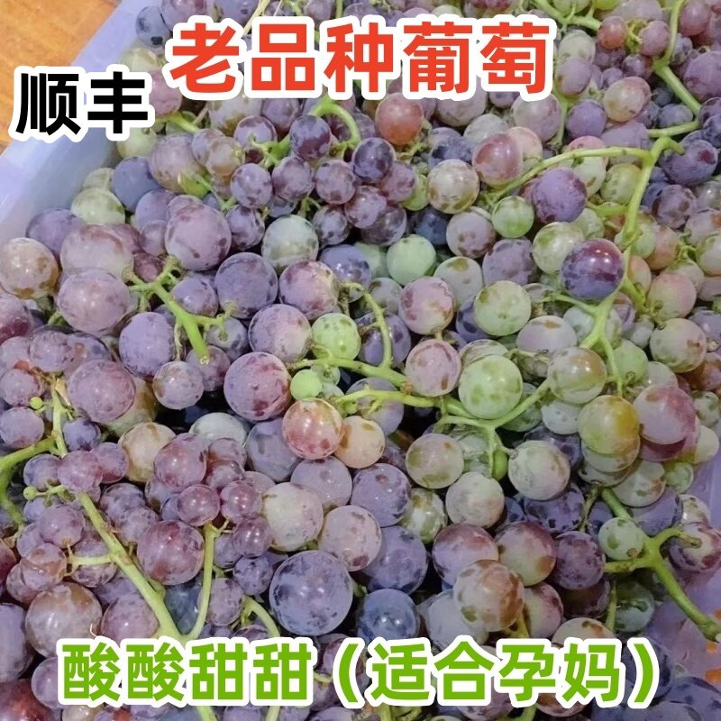 老式葡萄老品种巨峰有籽酸甜葡萄当季鲜果现摘现发孕妇吃非浦江