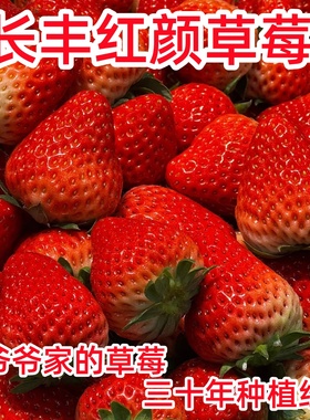 【顺丰速递】安徽长丰草莓红颜奶油草莓新鲜果孕妇童年记忆里的味