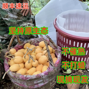 (顺丰)正宗云南蒙自枇杷鲜果现摘新鲜枇杷果孕妇时令长虹琵琶
