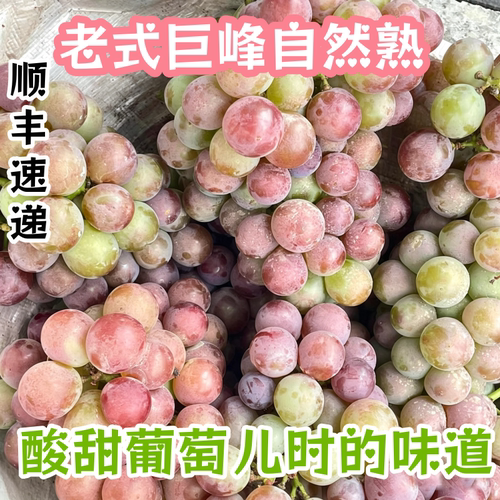 老式巨峰葡萄青红葡萄自然熟