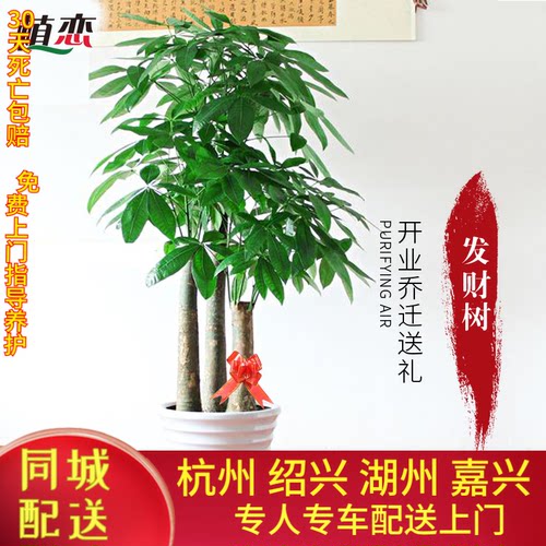 发财树办公室开业庆典乔迁招财树
