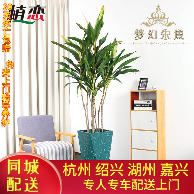 绿植梦幻去甲醛观叶杭州同城朱蕉