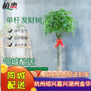 发财树 室内大植物盆栽盆景绿植进化空气易养活杭州宁波绍兴富阳