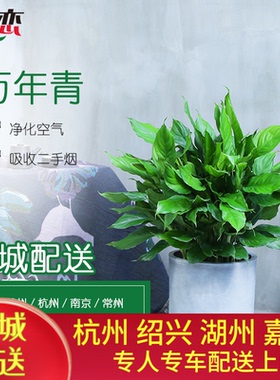 万年青盆栽绿色植物室内室外净化空气吸甲醛耐寒四季常青杭州宁波