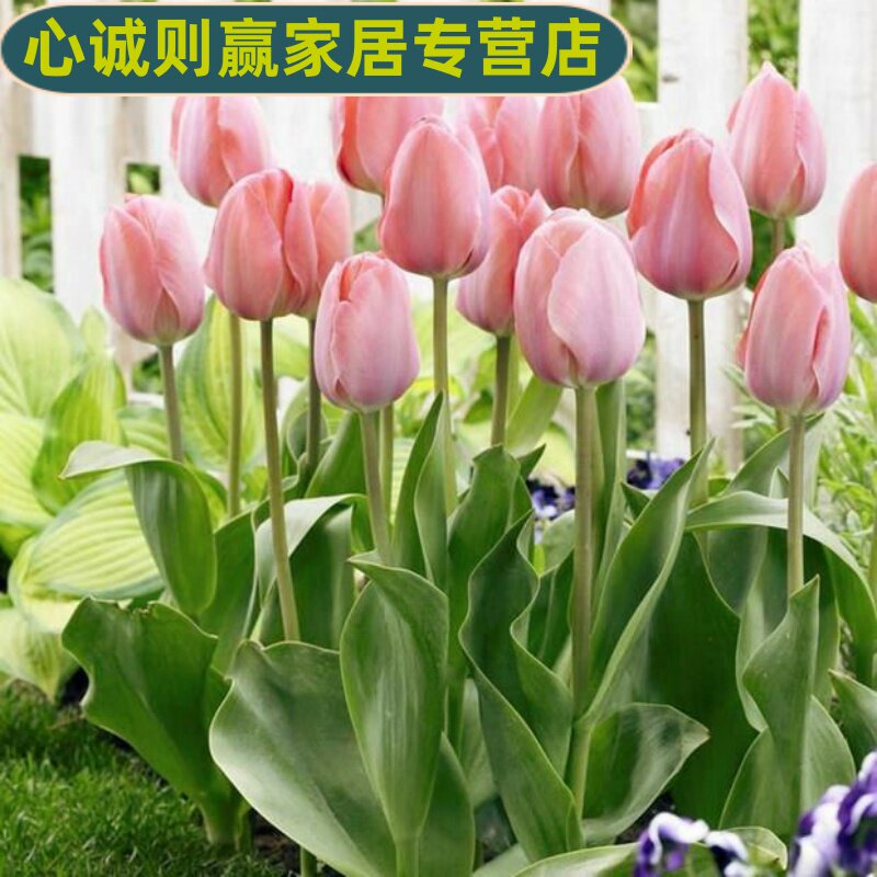 室内好养的盆栽 小巢百科网