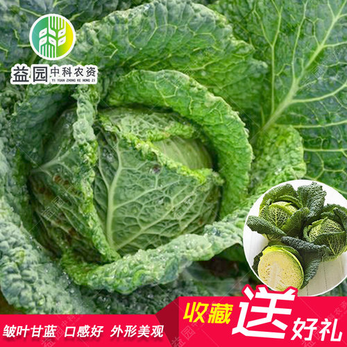 蔬菜皱叶荷兰进口高产甘蓝种子