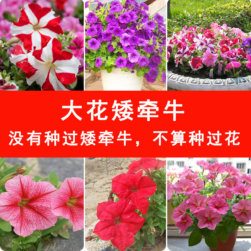大花矮牵牛花种子混色盆栽花卉