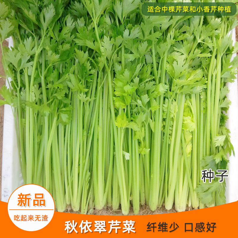 实心芹菜种子秋冬季阳台大棚