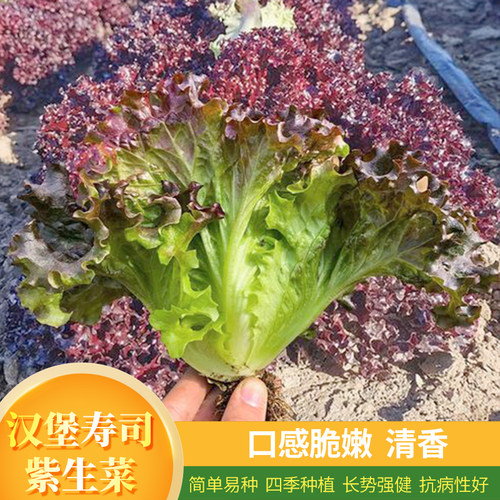 汉堡意大利生菜种子紫叶生吃脆阳台盆栽春四季秋冬耐寒耐热蔬菜籽 - 封面