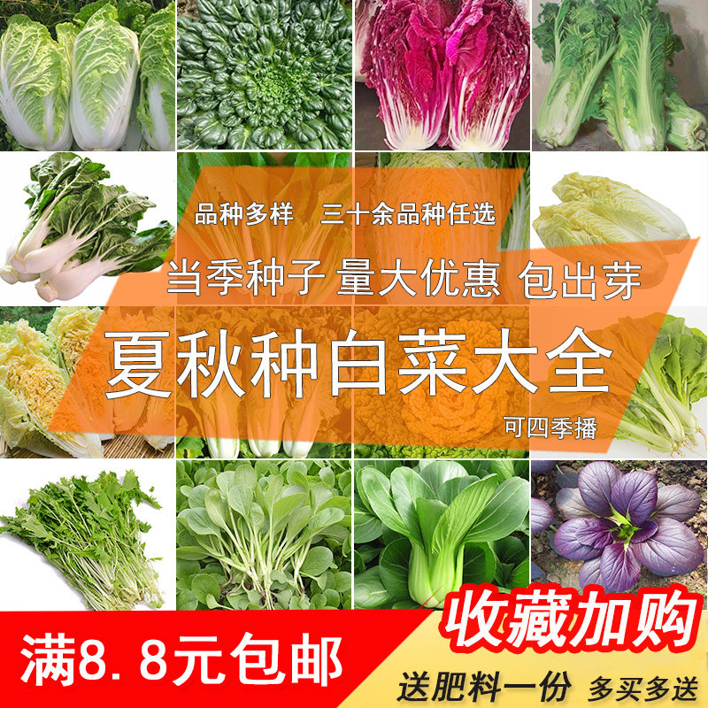 大白菜种子 小白菜紫白菜籽义和秋种子夏季秋季农家四季蔬菜高产