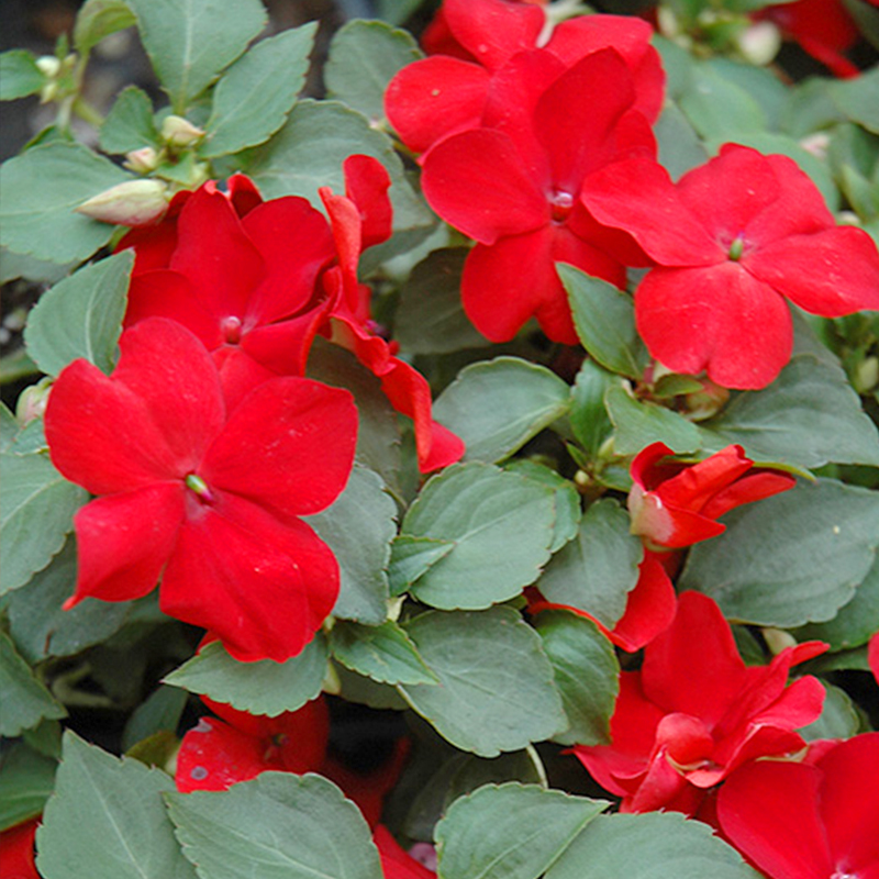 四季开花洋凤仙种子矮生易种