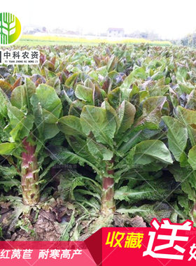 红莴苣种子圆叶莴笋四川庭院大田