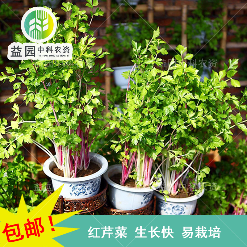 农家水培阳台盆栽芹菜种子