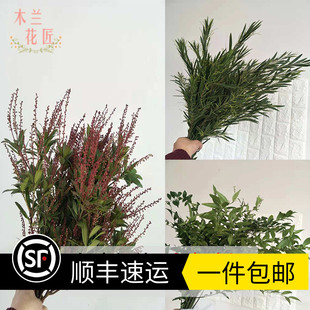 新鲜山里红清香木金合欢桉树叶天竺少女万年青配叶婚庆圣诞节包邮