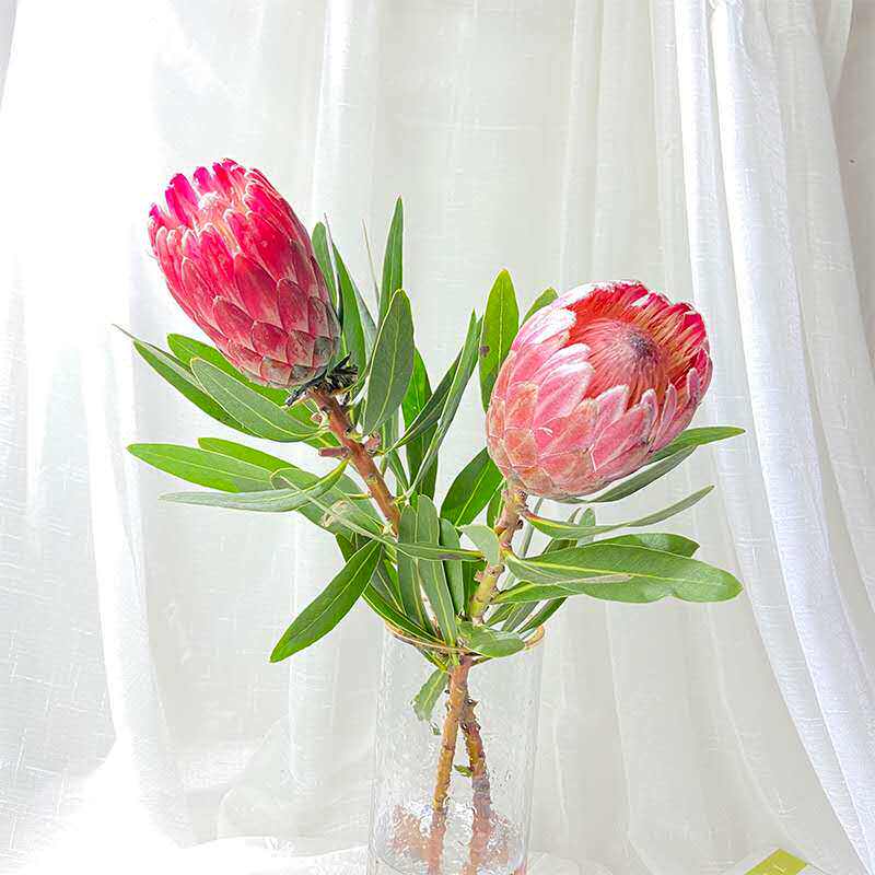 新鲜南非公主帝王鲜花水养可做干花婚礼宴会用花云南基地直发包邮