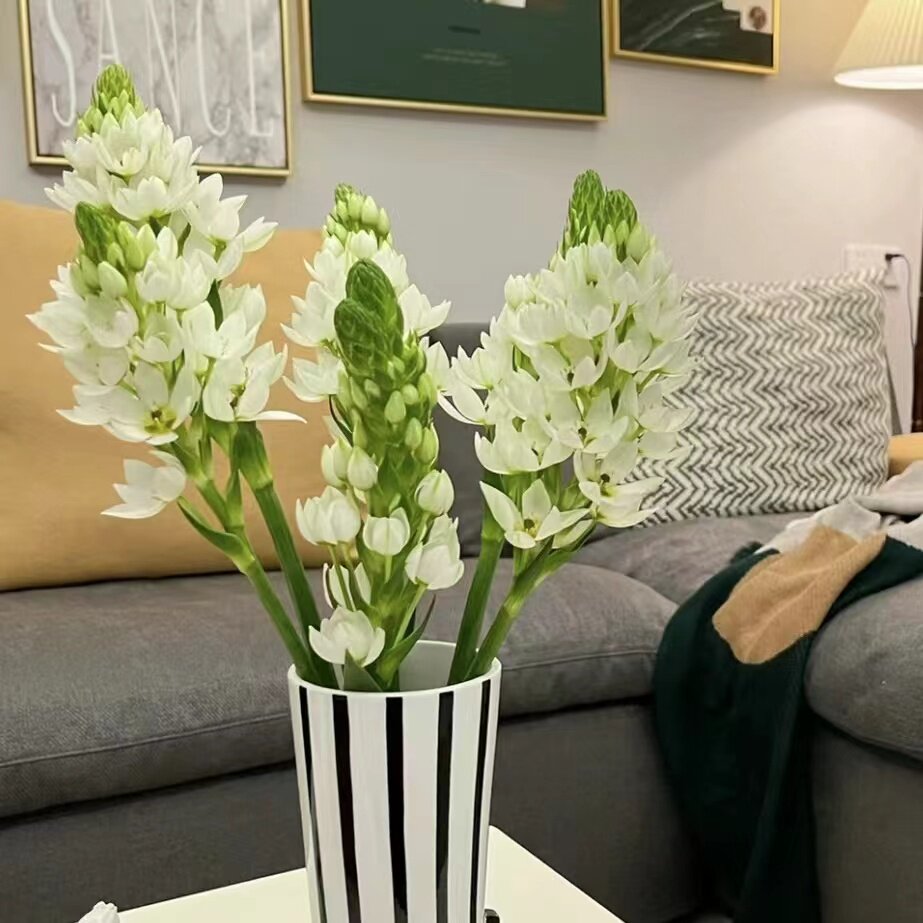 新鲜雀梅圣心百合鲜花家庭办公室瓶插水养鲜切花卉花期长云南直发