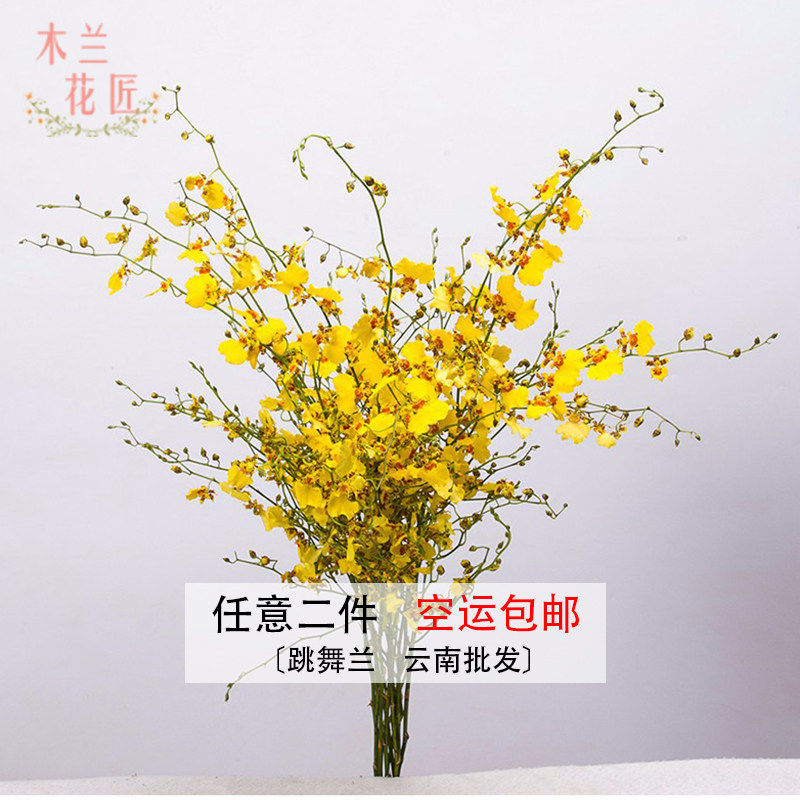 昆明跳舞兰鲜花黄色室内客厅花农