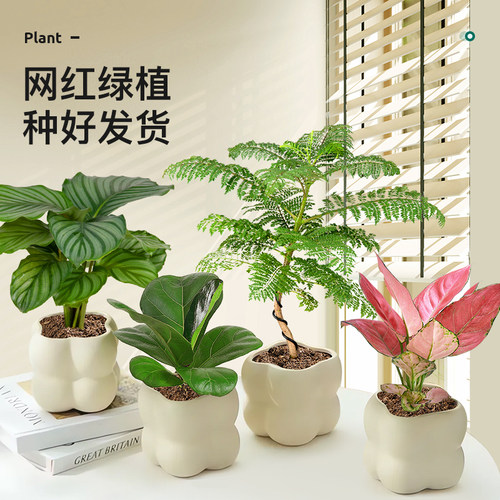 北欧ins蓝花楹绿植室内小盆栽客厅发财树办公室桌面植物摆件现货