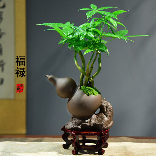 发财树小盆景办公室盆栽客厅桌面绿植四季常青茶桌面装饰植物现货